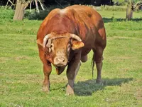 bull-12.webp