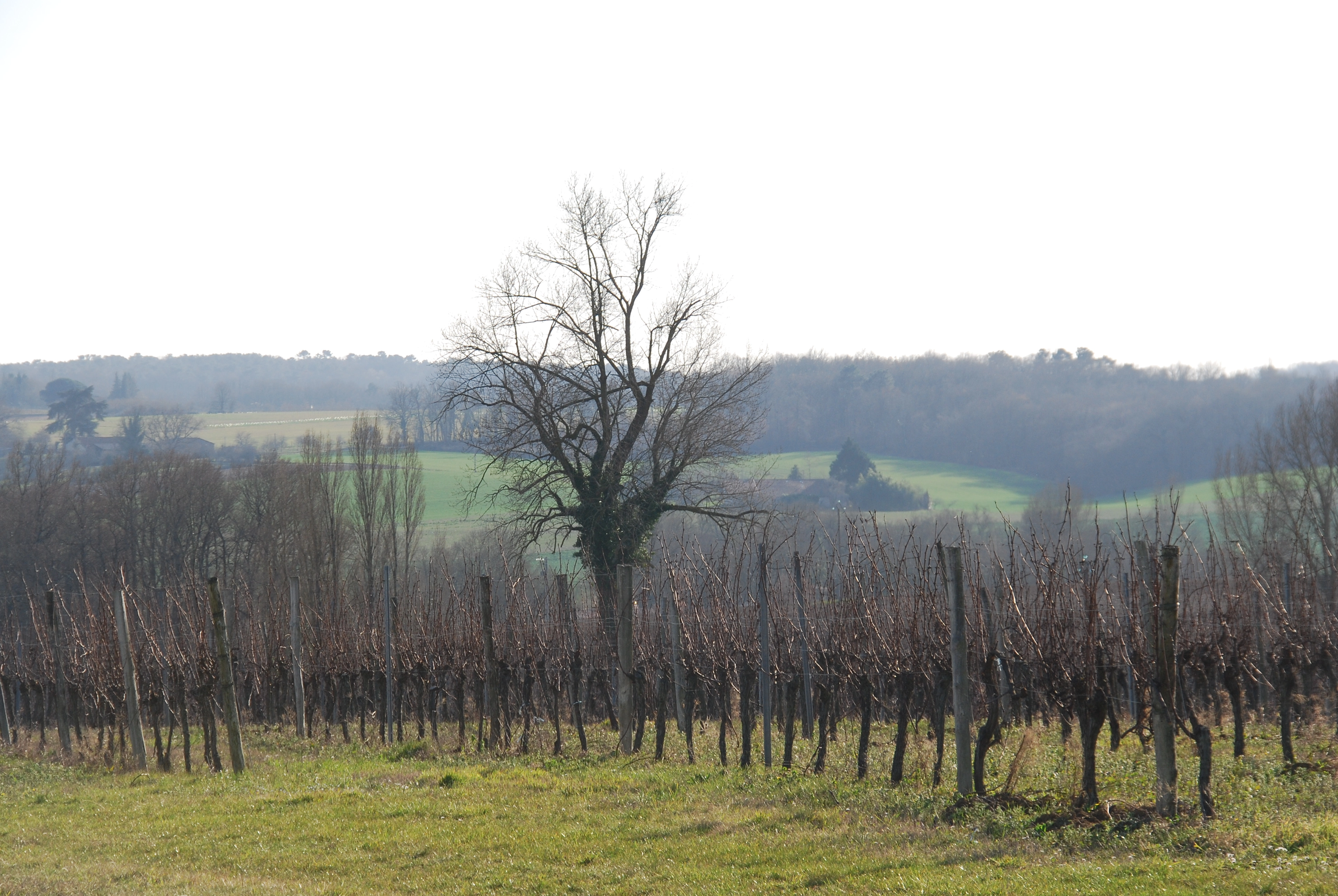 DSC_0443.JPG